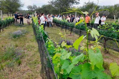 “Mapa de la Agricultura Libre de Agroquímicos”: la geografía menos conocida y más fértil del sur cordobés