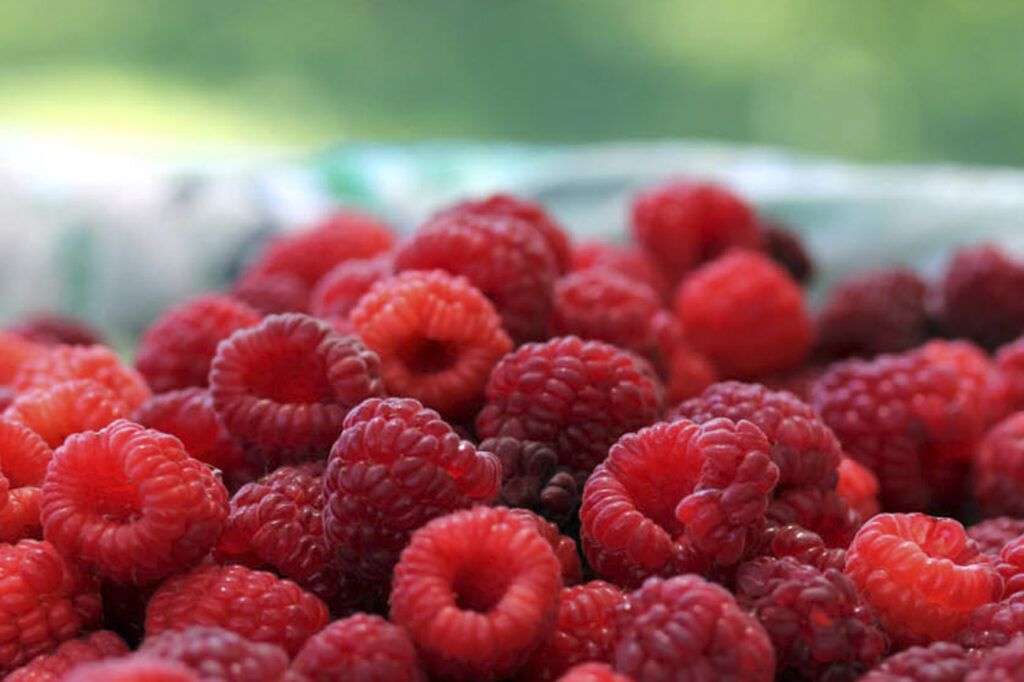 Febrero bonaerense: frambuesas, girasoles, tomates y duraznos para todos y todas