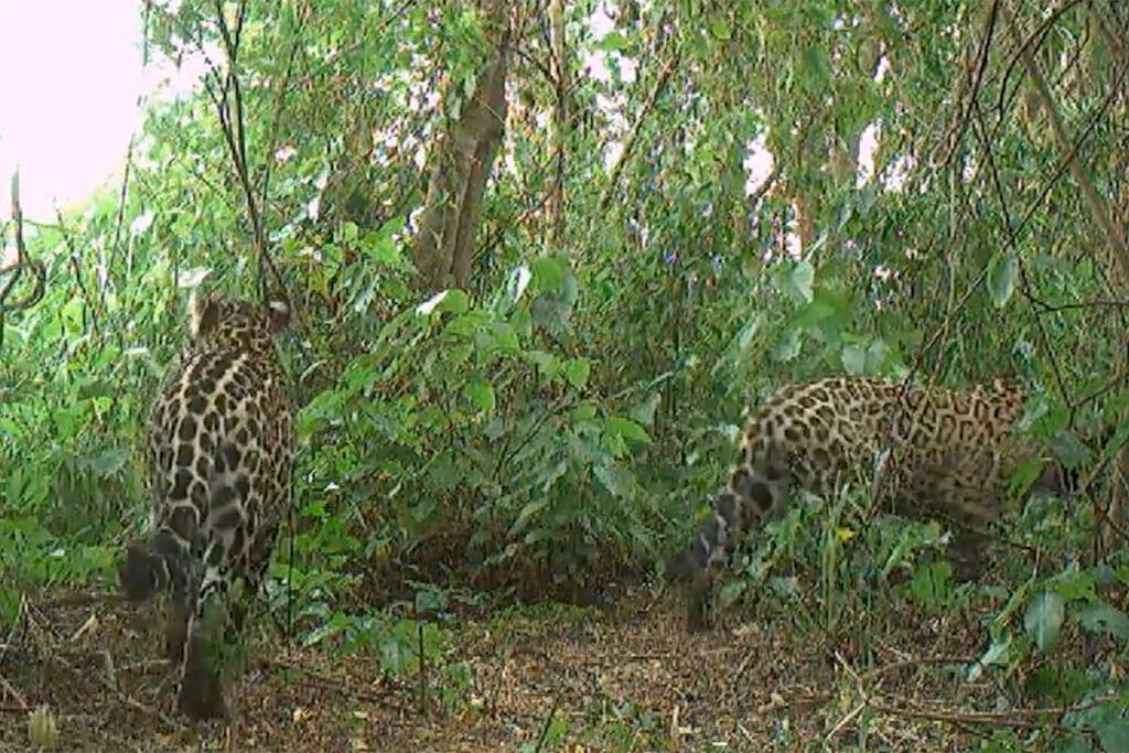 Nació un segundo yaguareté silvestre en El Impenetrable del Chaco