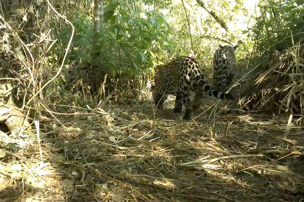 Nació un segundo yaguareté silvestre en El Impenetrable del Chaco