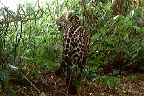 Nació un segundo yaguareté silvestre en El Impenetrable del Chaco