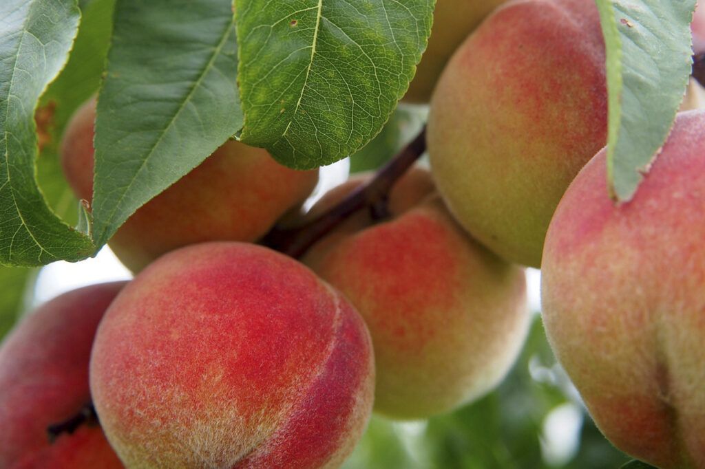 Febrero bonaerense: frambuesas, girasoles, tomates y duraznos para todos y todas