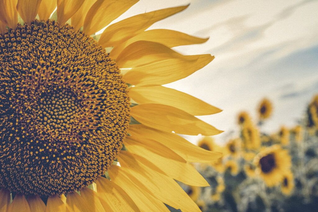 Febrero bonaerense: frambuesas, girasoles, tomates y duraznos para todos y todas