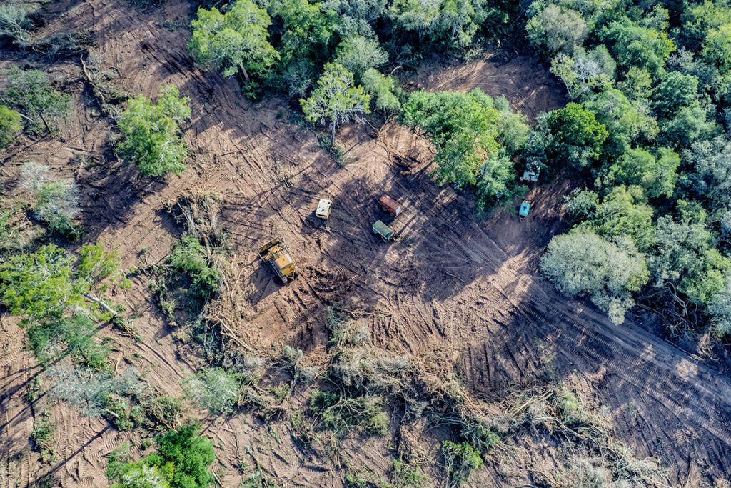 Denuncian que aumentó un 40% la desforestación en el norte del país 1 Denuncian que aumentó un 40% la desforestación en el norte del país