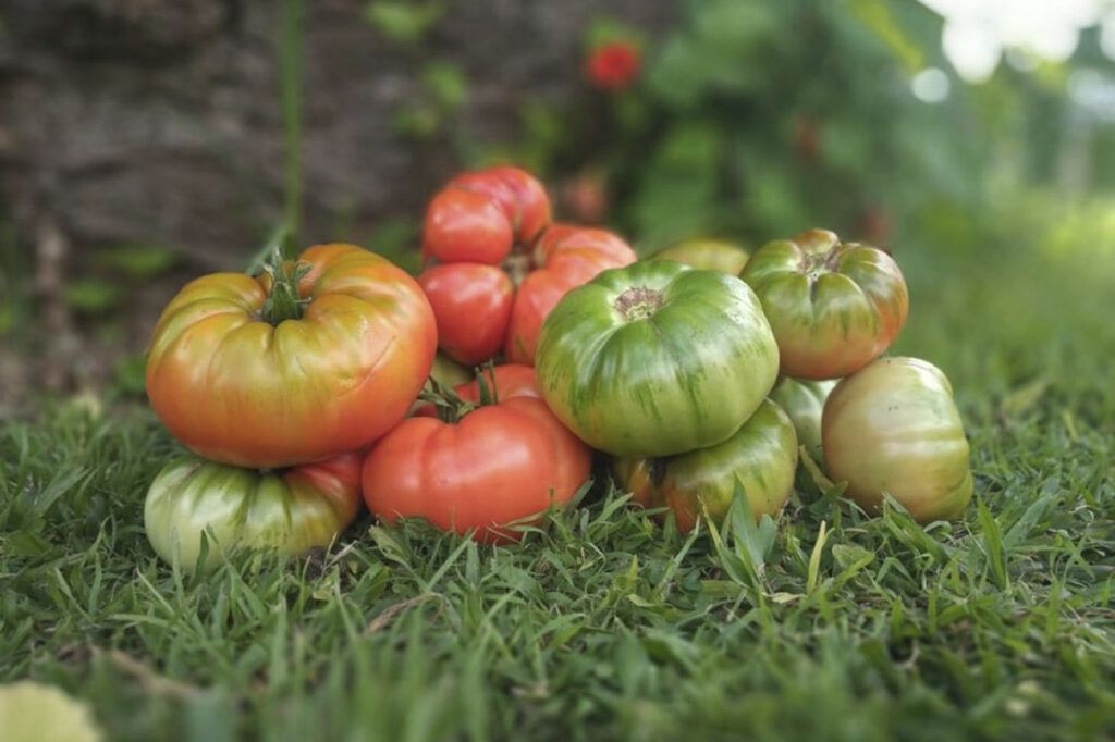 Febrero bonaerense: frambuesas, girasoles, tomates y duraznos para todos y todas