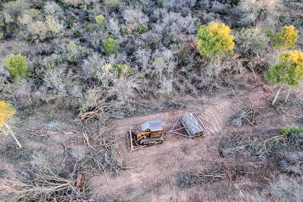 Denuncian que aumentó un 40% la desforestación en el norte del país