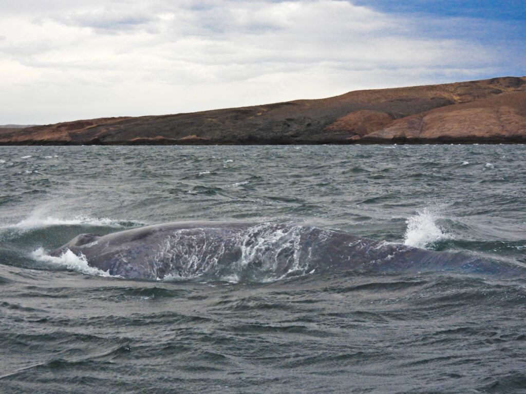 Histórico: avistaron en la costa de Chubut a una ballena azul, el animal más grande del mundo