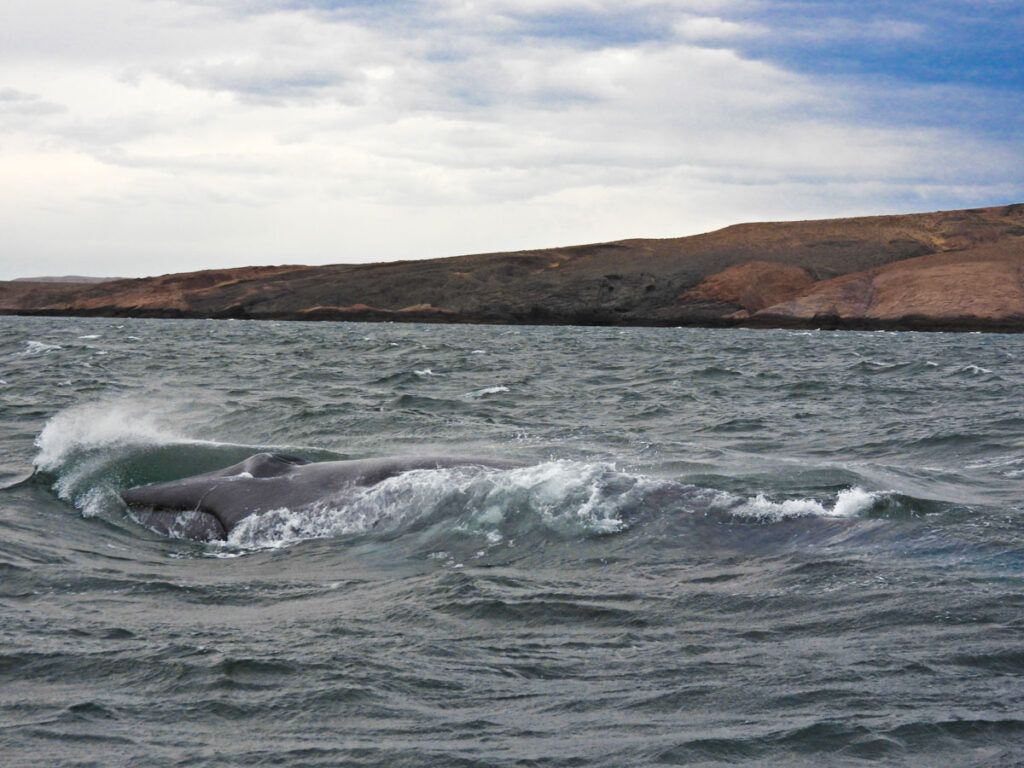 Histórico: avistaron en la costa de Chubut a una ballena azul, el animal más grande del mundo