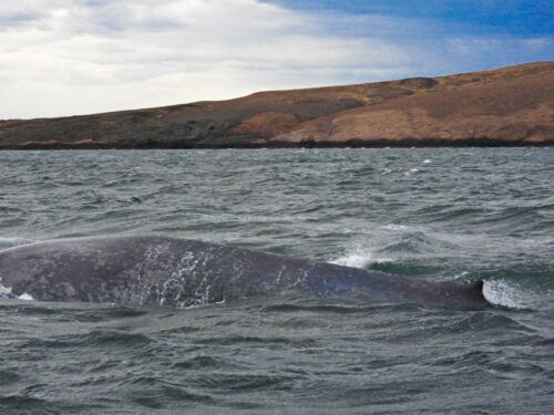 Histórico: avistaron en la costa de Chubut a una ballena azul, el animal más grande del mundo