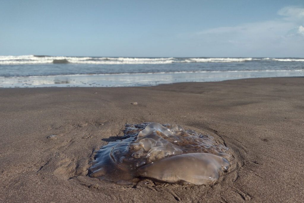 Alerta aguavivas: el “terror” silencioso que ronda la Costa Atlántica