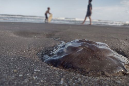 Alerta aguavivas: el  “terror” silencioso que ronda la Costa Atlántica