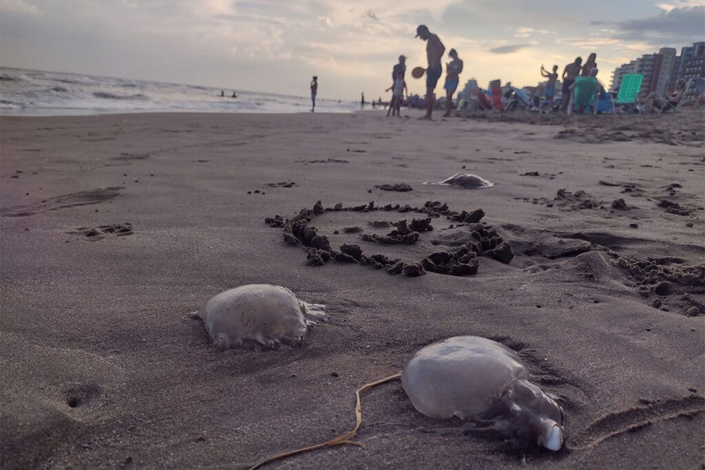 Alerta aguavivas: el “terror” silencioso que ronda la Costa Atlántica