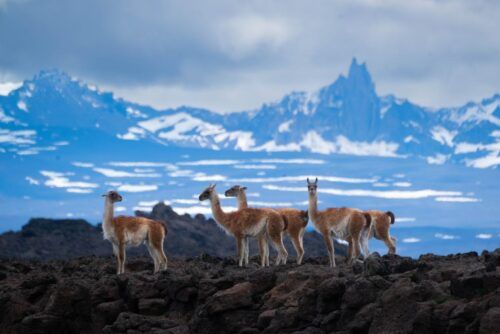 Advierten que la nueva Ley de Glaciares «pondría en riesgo a más de la mitad de las especies vertebradas»