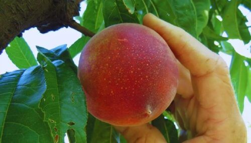 Tras una década de trabajo, el INTA San Pedro logró un hito: colocó sus primeros duraznos en el mercado