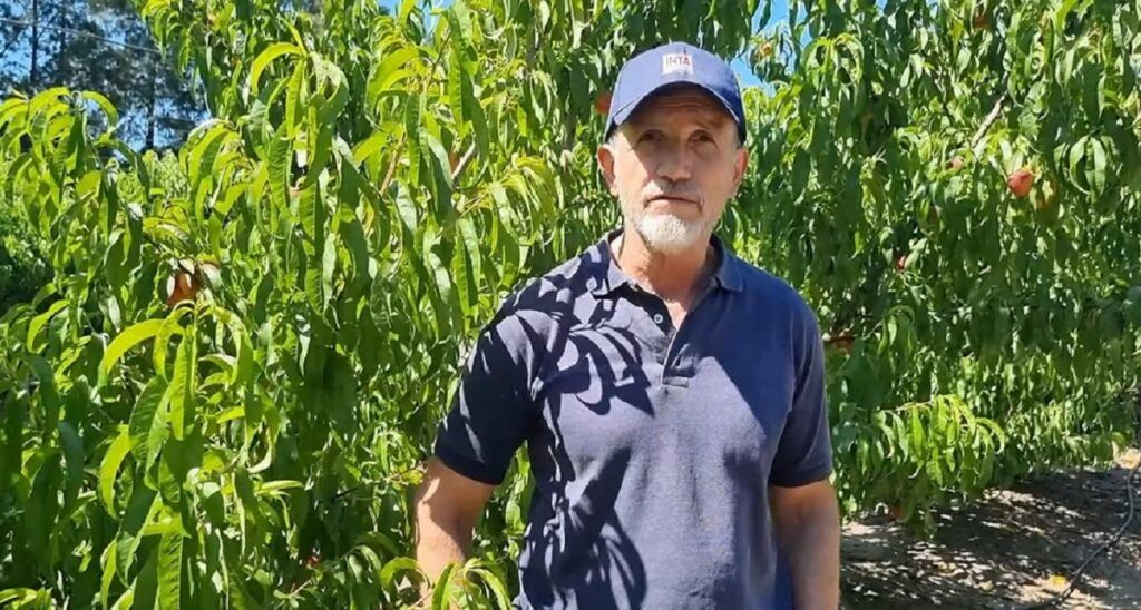 Tras una década de trabajo, el INTA San Pedro logró un hito: colocó sus primeros duraznos en el mercado
