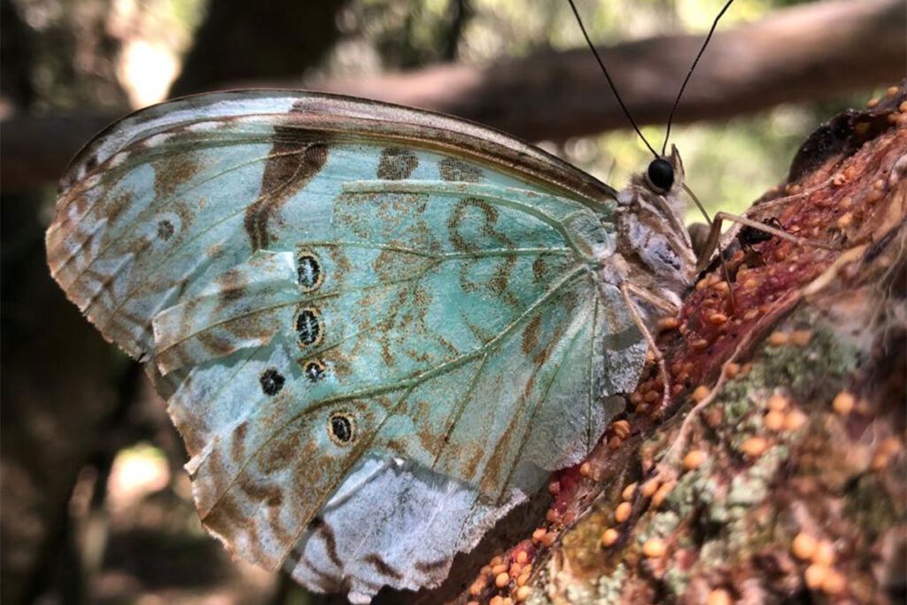Mariposa Bandera Argentina: un Monumento Natural que tendrá su Fiesta Provincial