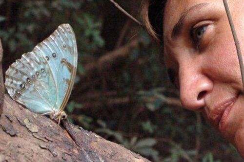 Mariposa Bandera Argentina: un Monumento Natural que tendrá su Fiesta Provincial
