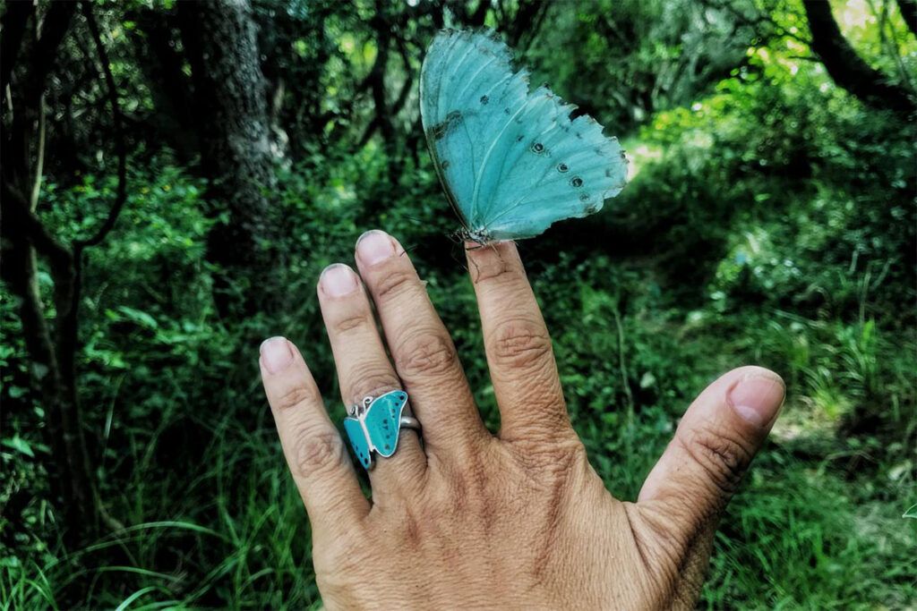Mariposa Bandera Argentina: un Monumento Natural que tendrá su Fiesta Provincial