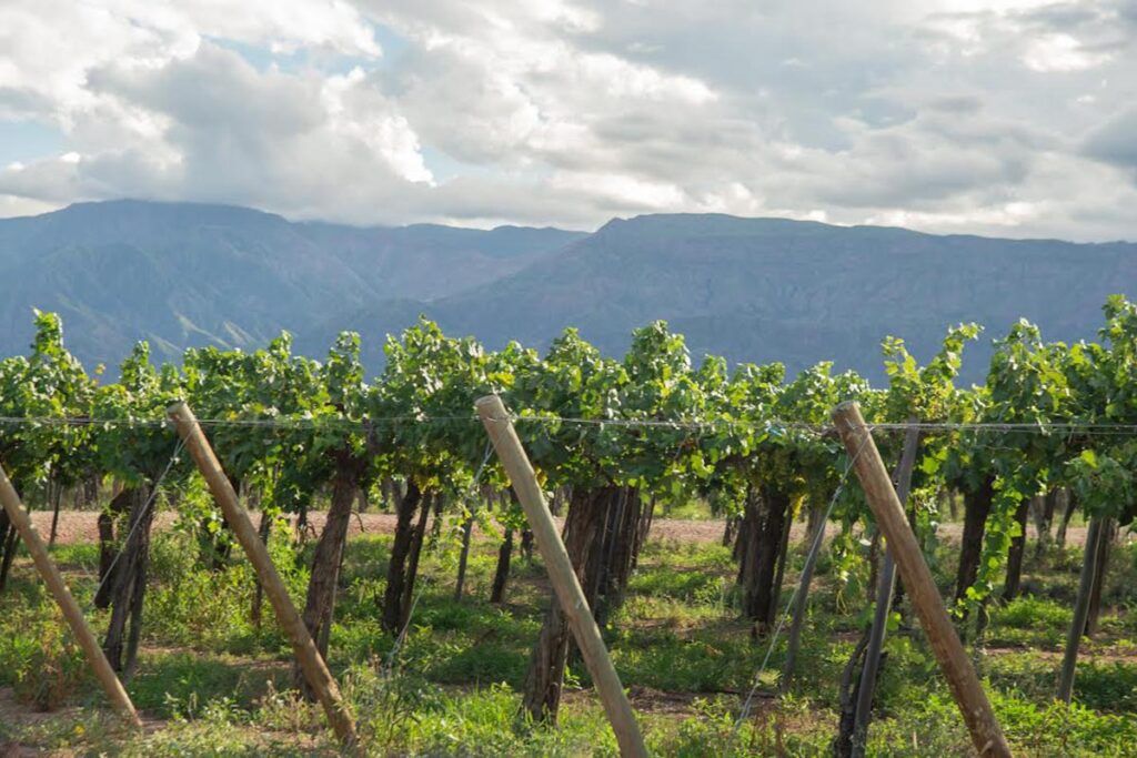“Biochar”, una solución para los residuos agrícolas que fija carbono y mejora el suelo 1 biochar