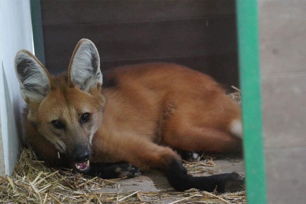 El detrás de escena de quienes trabajan en el conservacionismo animal