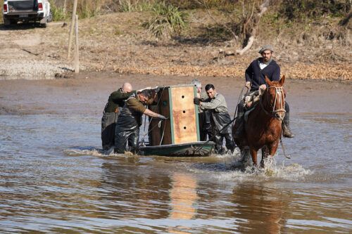 El detrás de escena de quienes trabajan en el conservacionismo animal
