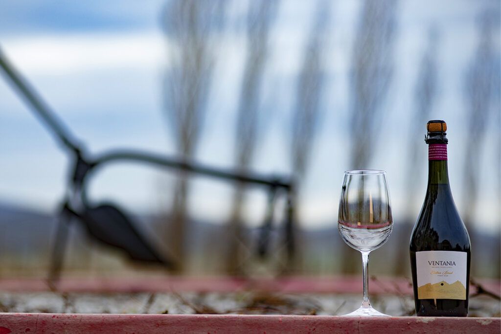 Vinos con sabor bonaerense, una guía para brindar por la vendimia