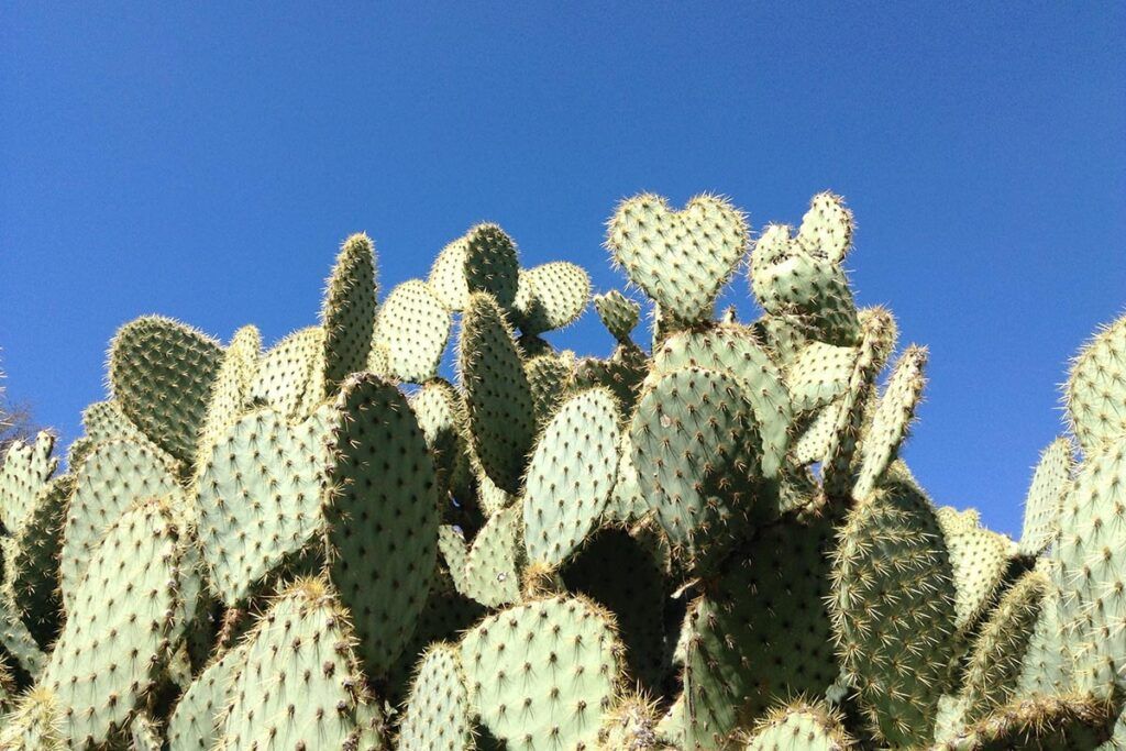 Dónde probar empanadas de vizcacha, bailar tango y disfrutar de espectáculos