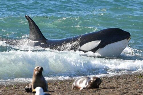 Temporada para avistar orcas en Península Valdés