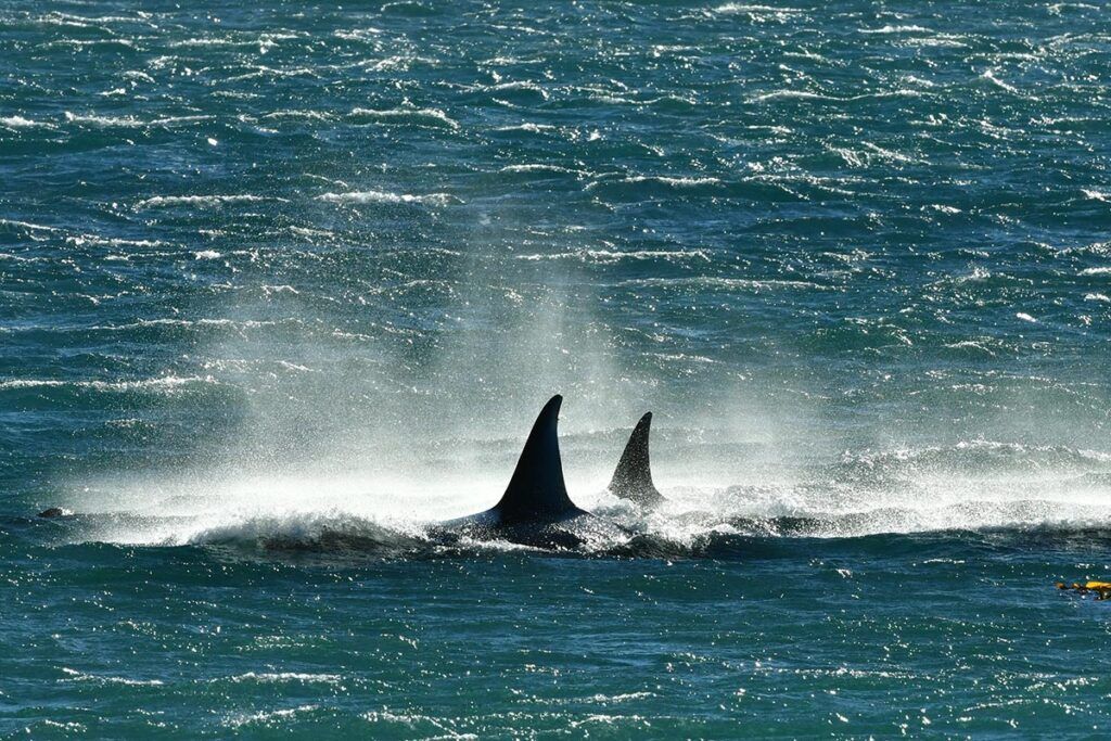 Temporada para avistar orcas en Península Valdés