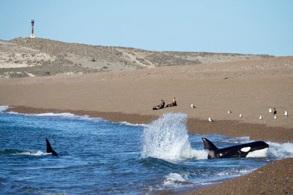 Temporada para avistar orcas en Península Valdés