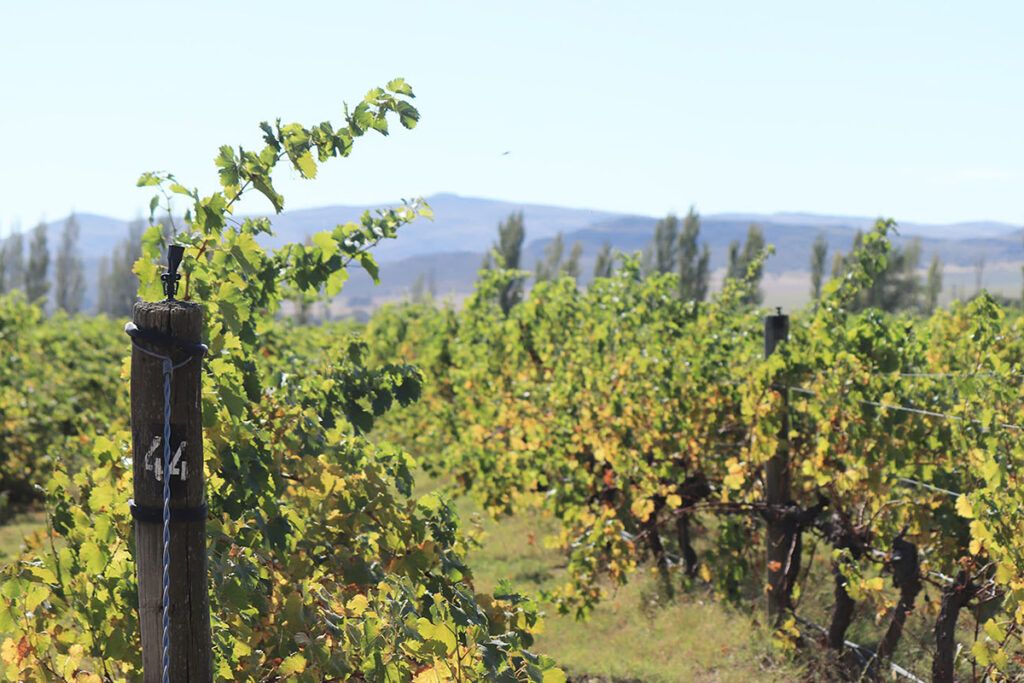 El suelo bonaerense se prepara para vivir la vendimia y hasta la marcha de los bombos