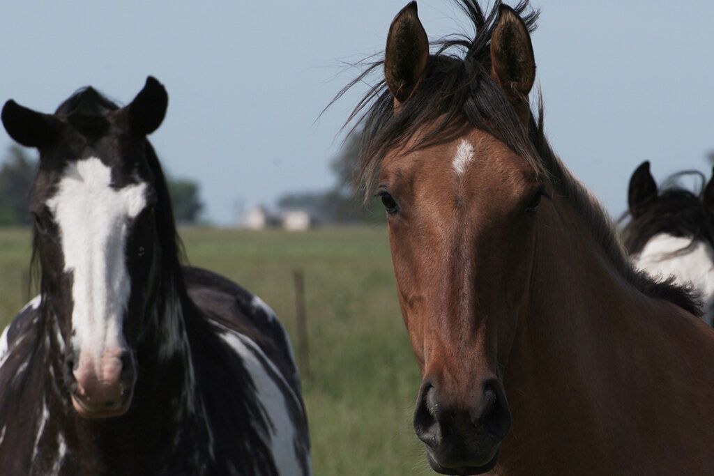 Del alfajor a los carruajes y los amores perros, las escapadas del fin de semana