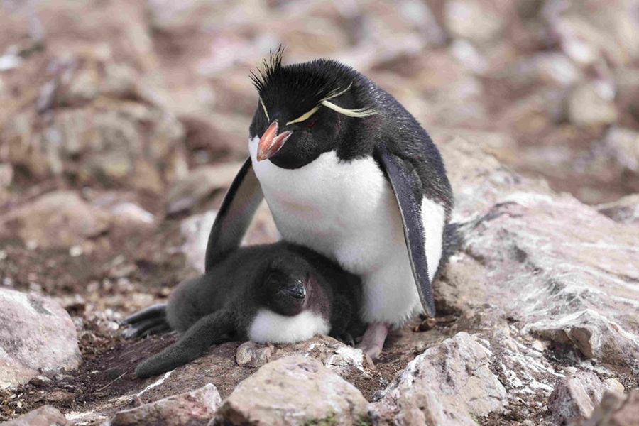 Centinela del mar: el pingüino penacho amarillo advierte sobre el cambio climático en el Mar Argentino