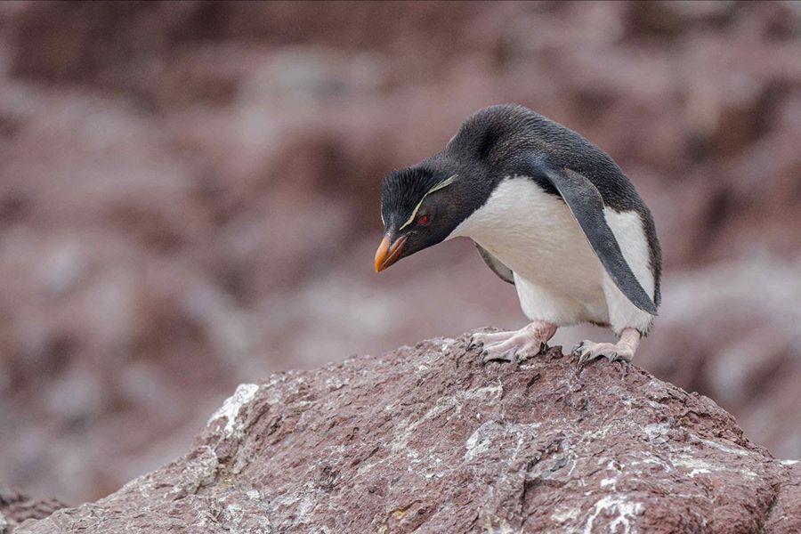 Centinela del mar: el pingüino penacho amarillo advierte sobre el cambio climático en el Mar Argentino