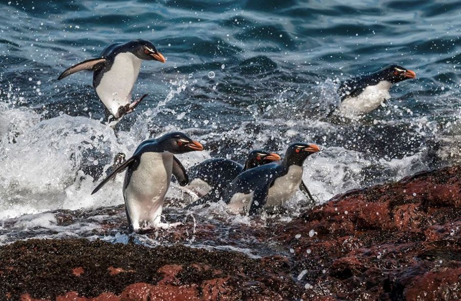 Centinela del mar: el pingüino penacho amarillo advierte sobre el cambio climático en el Mar Argentino