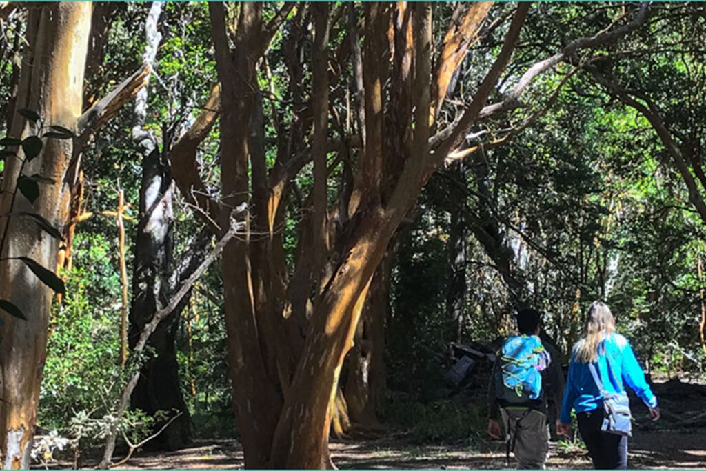 Cinco parques nacionales para visitar en otoño