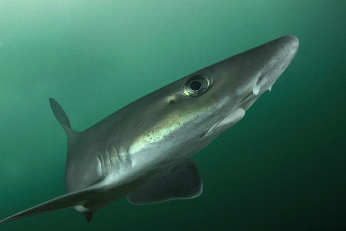 Menú de Semana Santa: por qué una campaña fomenta que no se consuma gatuzo