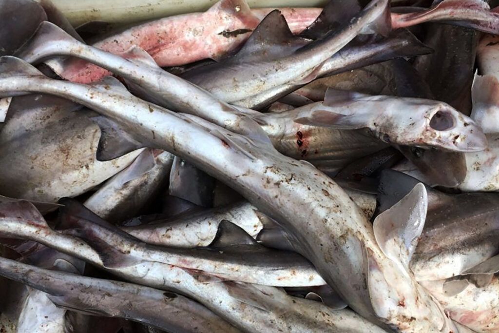 Menú de Semana Santa: por qué una campaña fomenta que no se consuma gatuzo