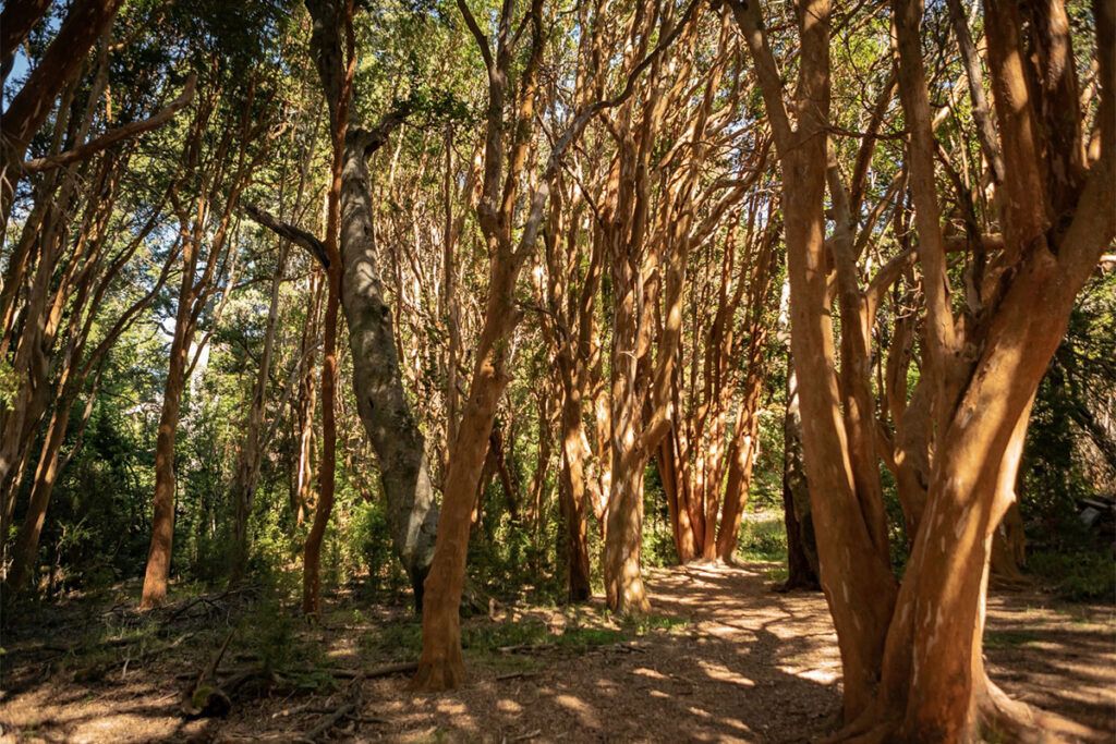 Cinco parques nacionales para visitar en otoño
