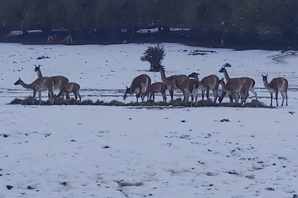 Guanaco, una oferta alimentaria que gana terreno por historia, variedad y precio