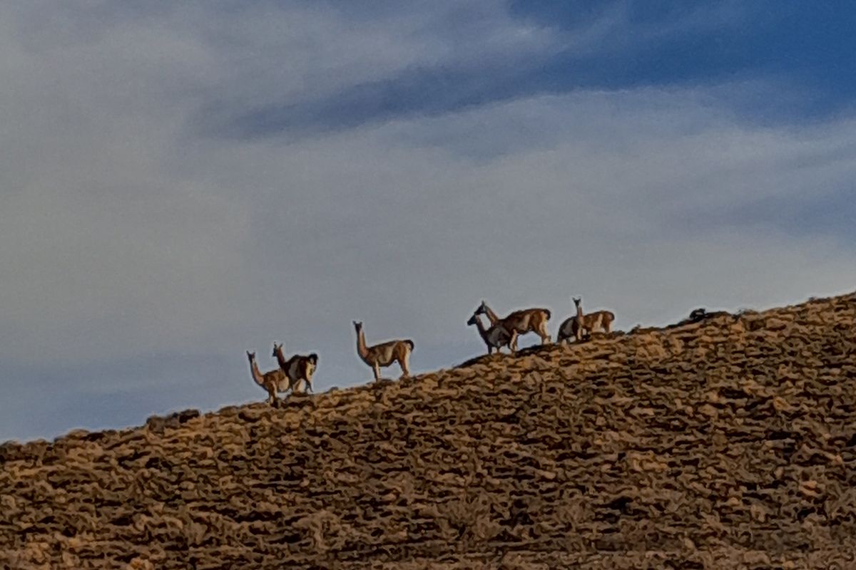 Guanaco, una oferta alimentaria que gana terreno por historia, variedad y precio