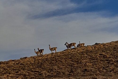 La CGT pidió a los senadores que no avalen el proyecto para eliminar límites de venta de tierras a extranjeros que impulsa Milei