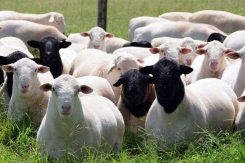 Scrapie, el golpe sanitario que sacude a la ganadería ovina y cuestiona el ajuste del SENASA