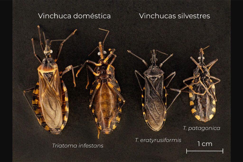 Más de 42 mil vinchucas a la deriva: una postal del desguace en Salud en la era Milei