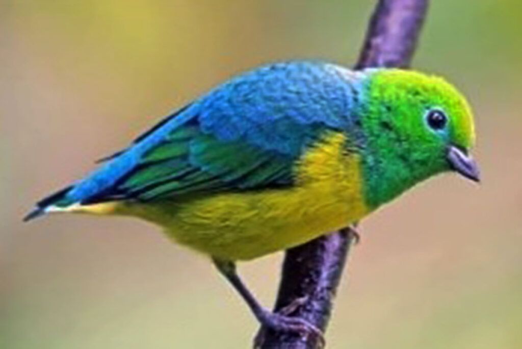 Todo lo que hay saber para mirar y conocer aves antes de un nuevo Global Big Day