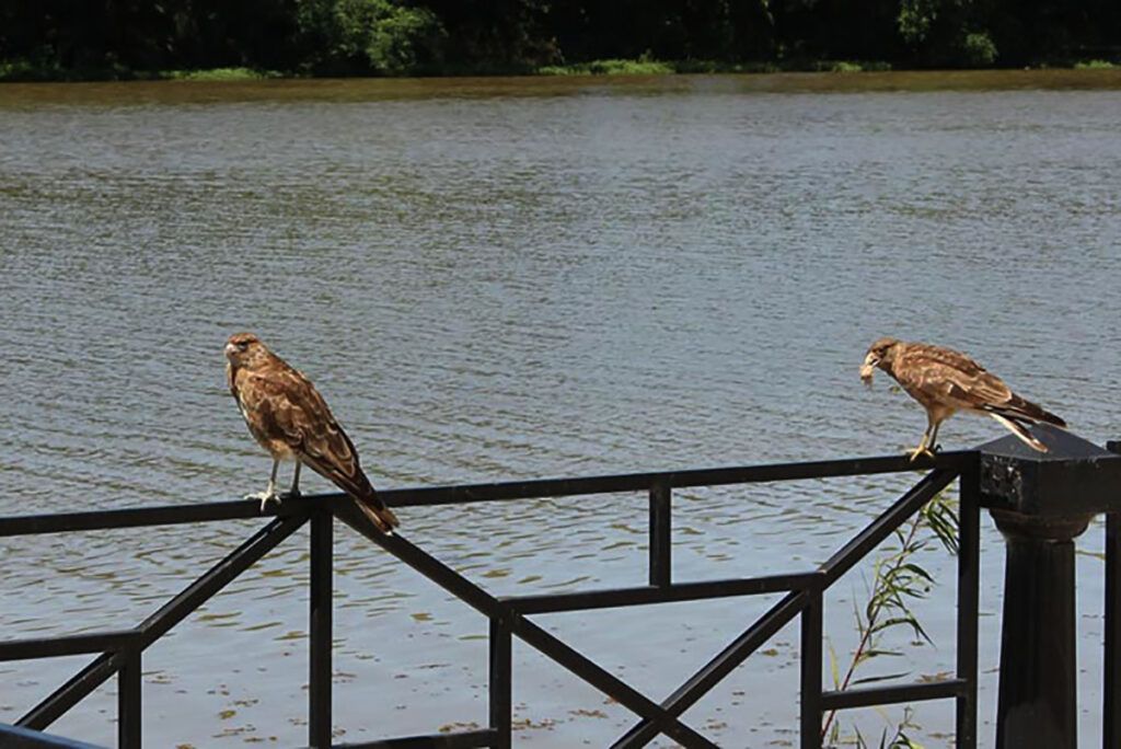Todo lo que hay saber para mirar y conocer aves antes de un nuevo Global Big Day