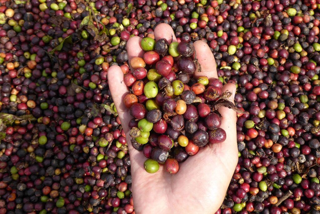 La historia de la mujer que produce el primer café íntegramente argentino