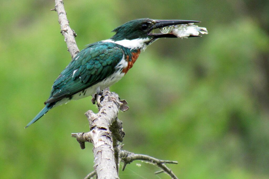 Todo lo que hay saber para mirar y conocer aves antes de un nuevo Global Big Day