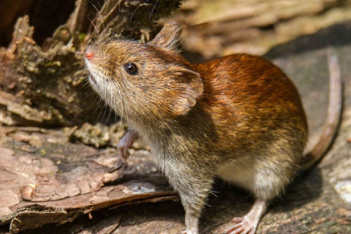 Crece el hantavirus en el país: por encima del nivel de brote y con alta letalidad
