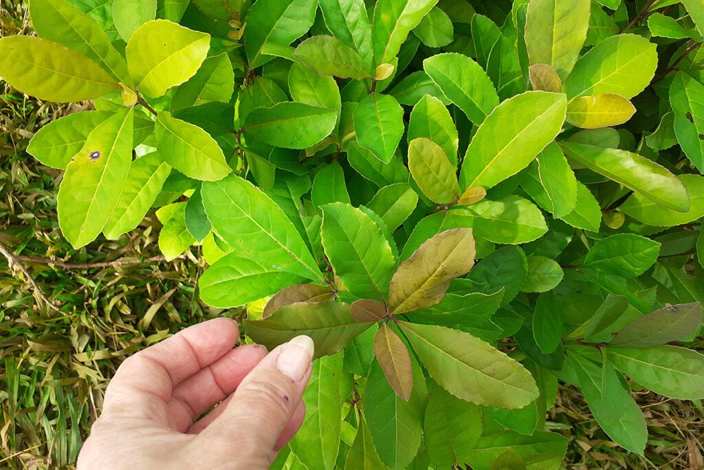 En San Isidro: un fin de semana a puro mate y pegadito al río